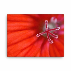 Geranium - canvas canvas mural art