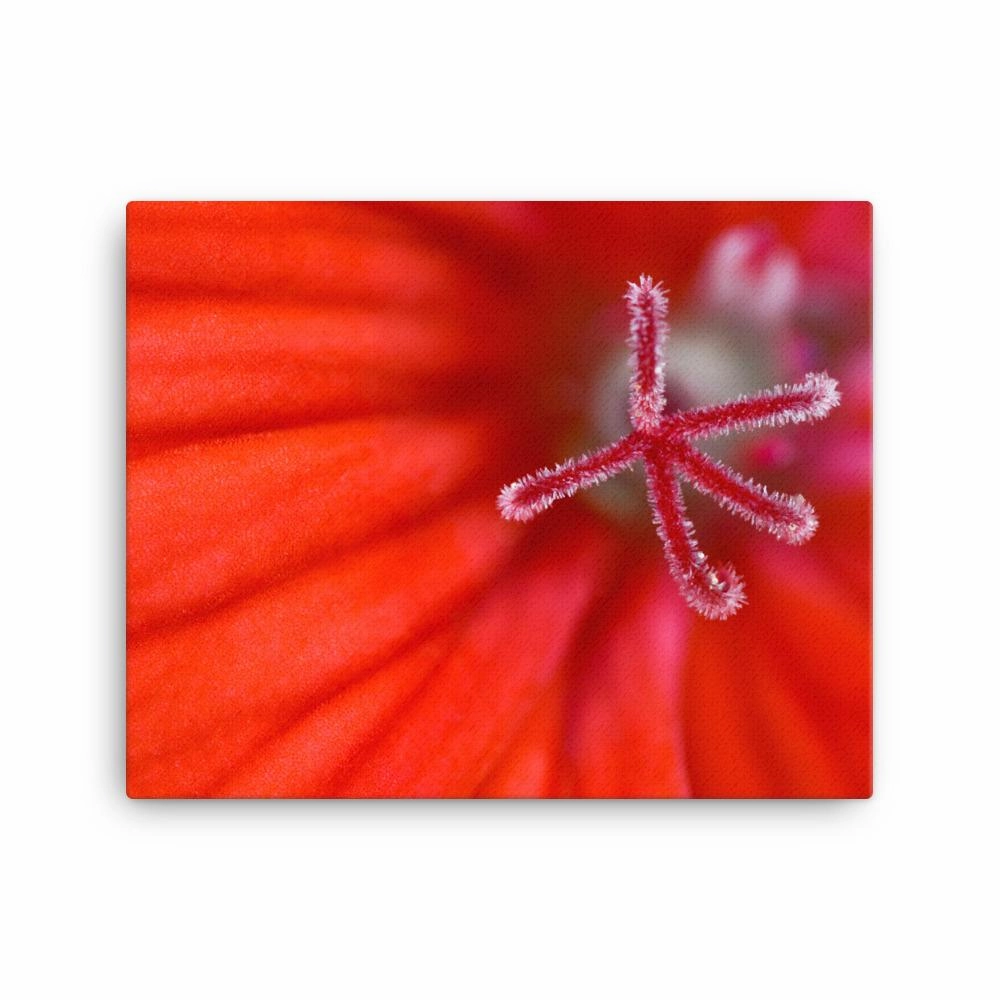 Geranium - canvas