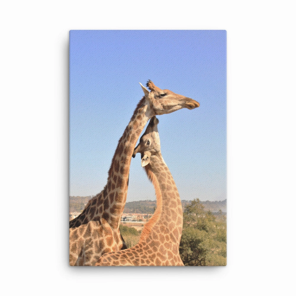 Giraffes - Canvas