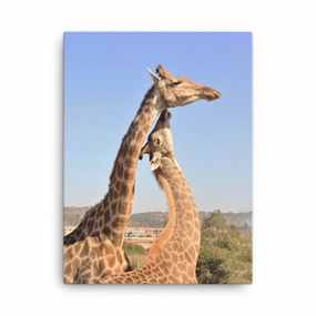 Giraffes - Canvas canvas mural art
