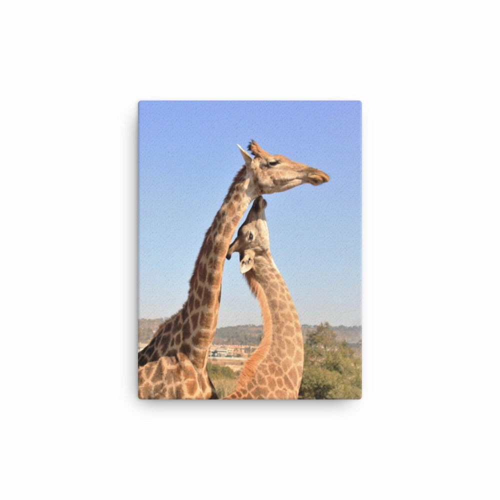 Giraffes - Canvas