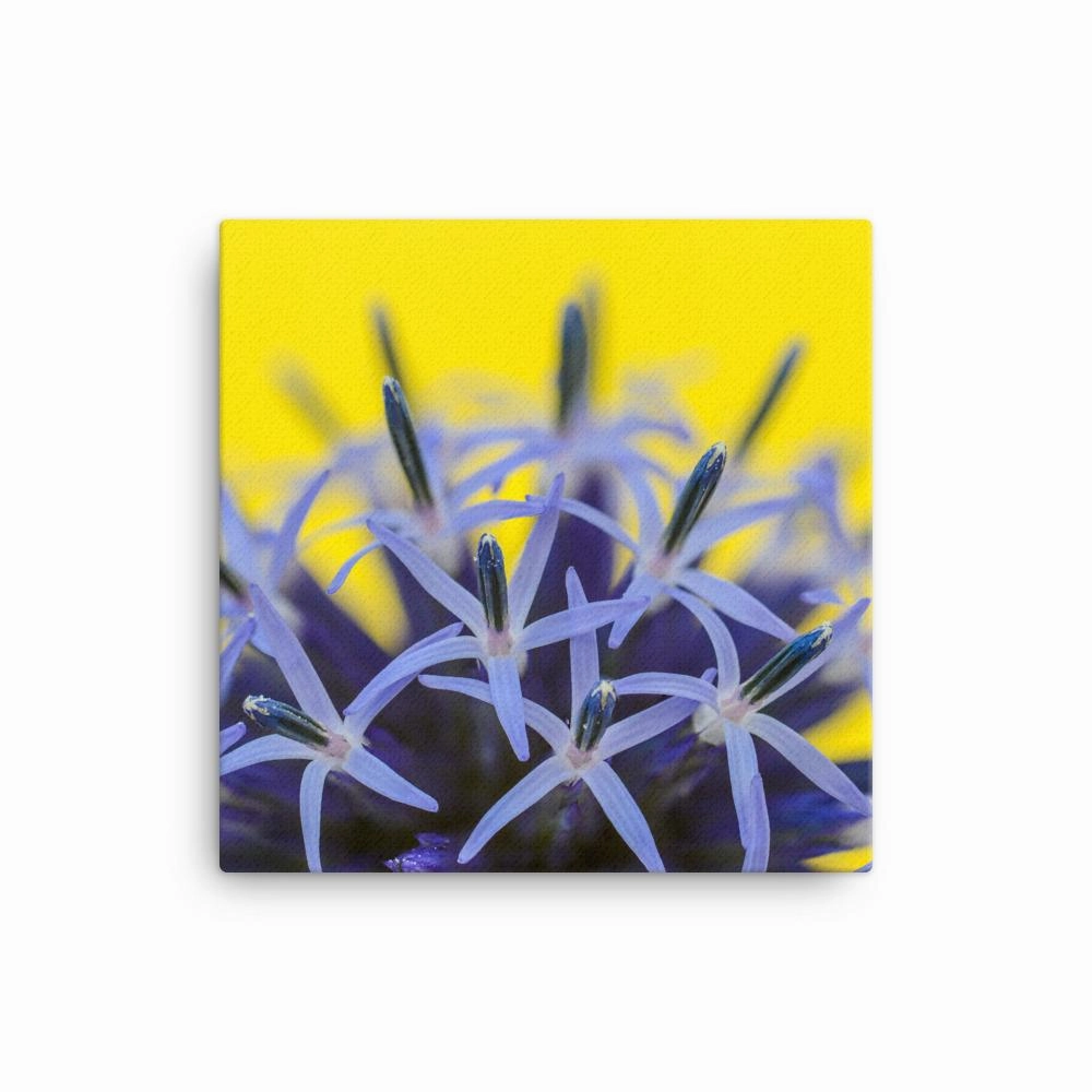 Globe thistle - canvas