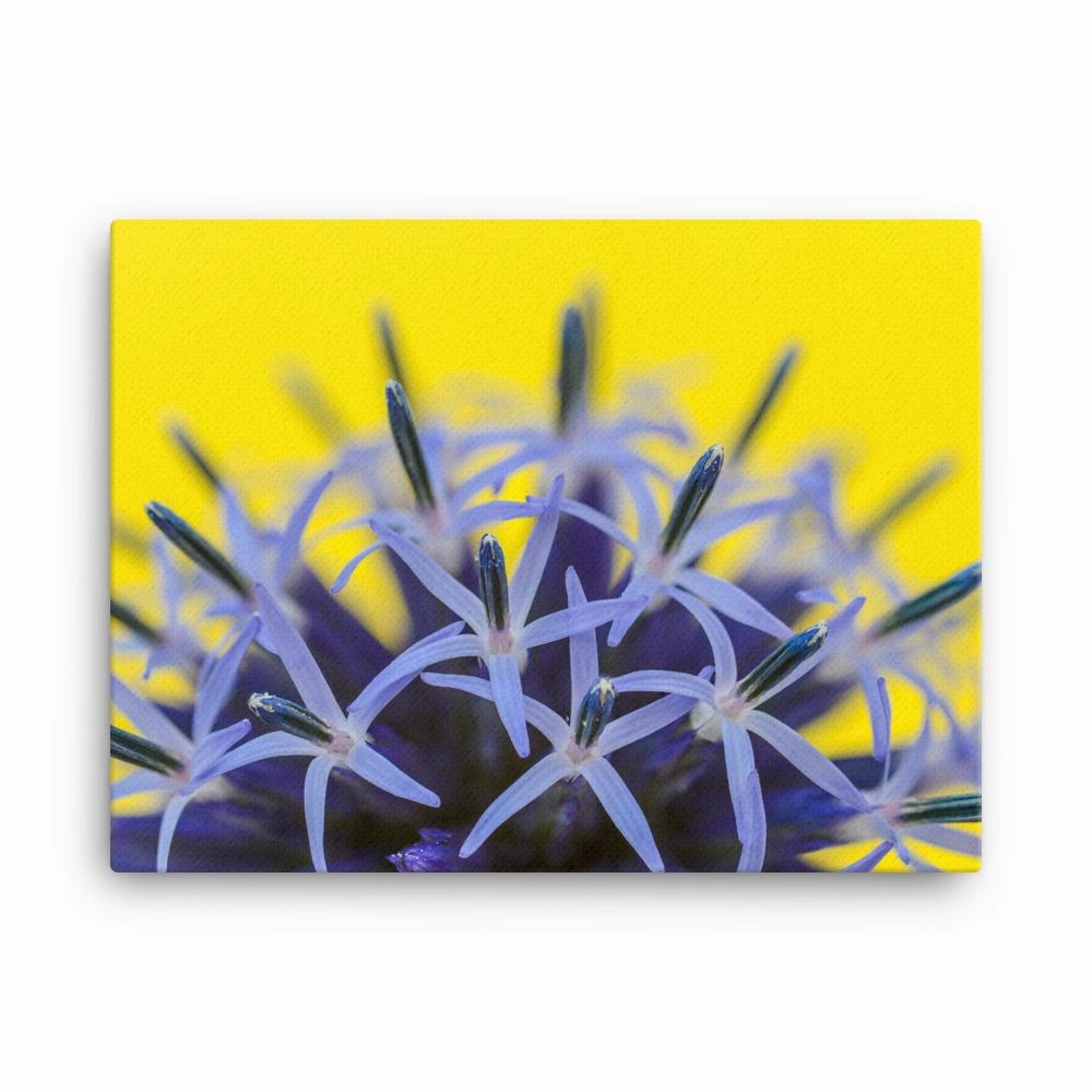Globe thistle - canvas canvas mural art