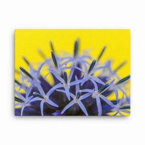 Globe thistle - canvas canvas mural art