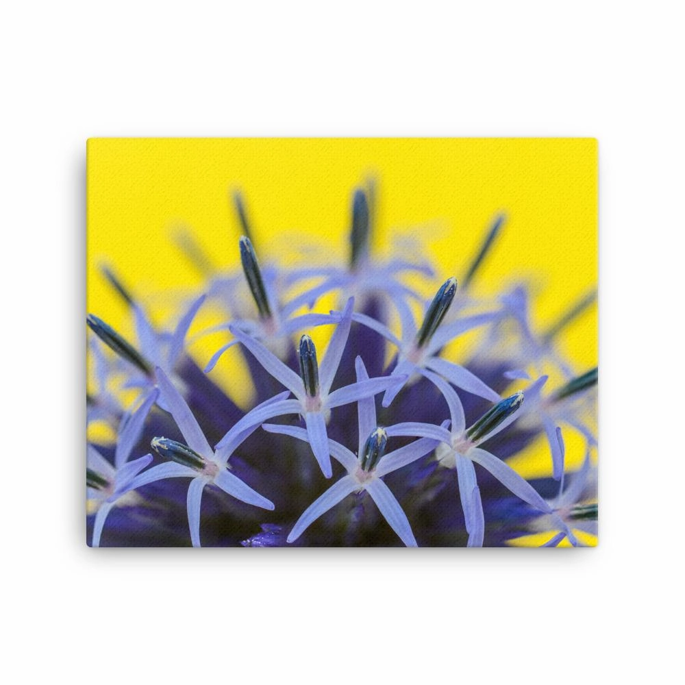 Globe thistle - canvas