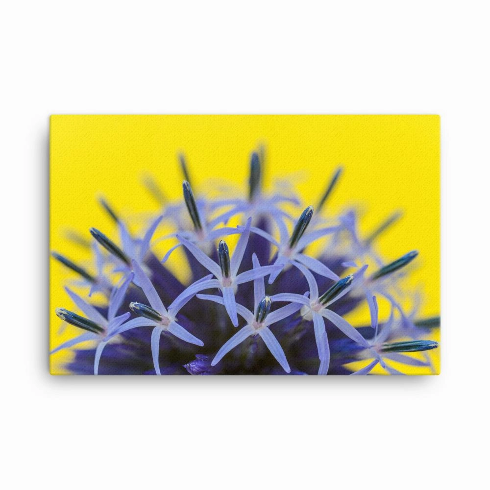 Globe thistle - canvas