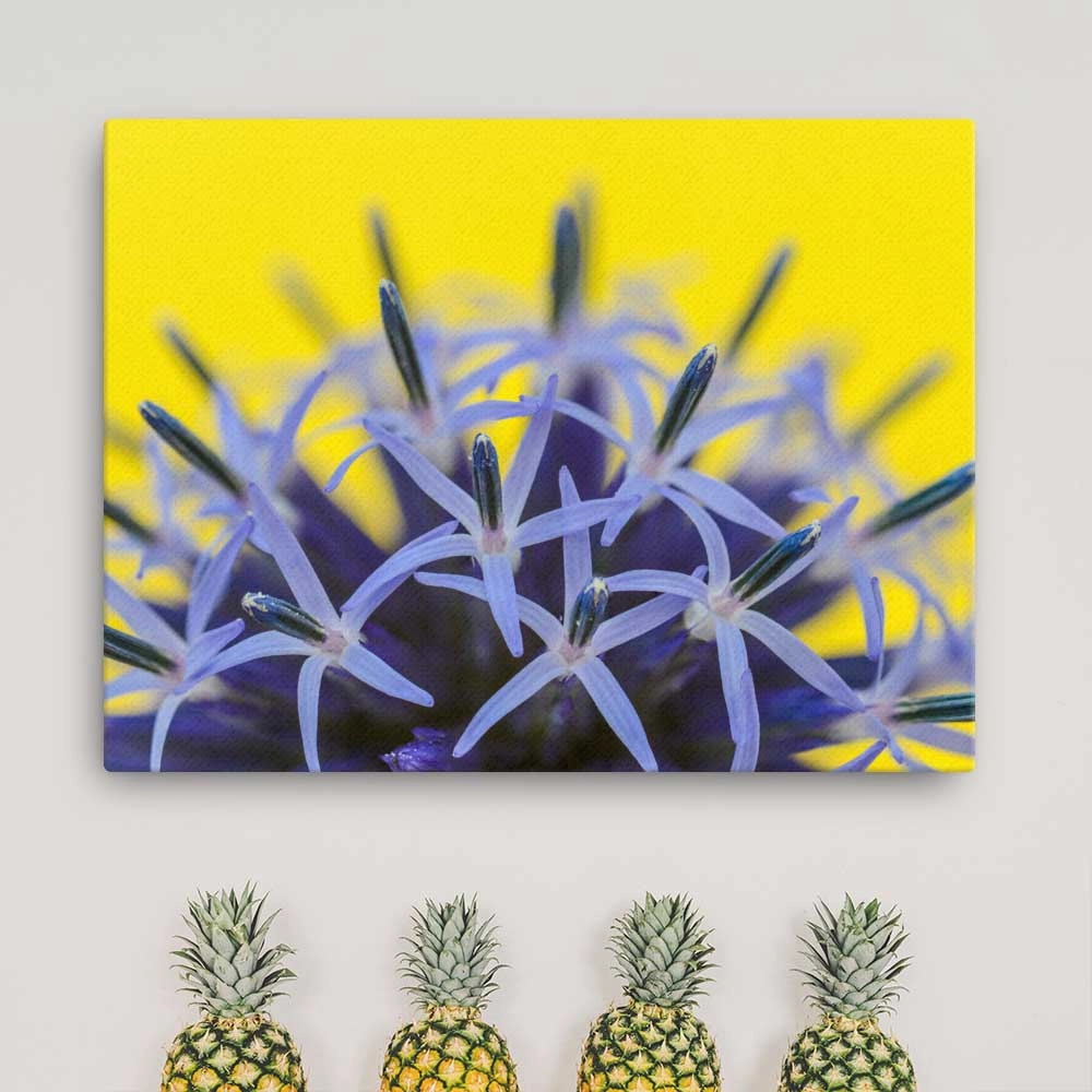 Globe thistle - canvas