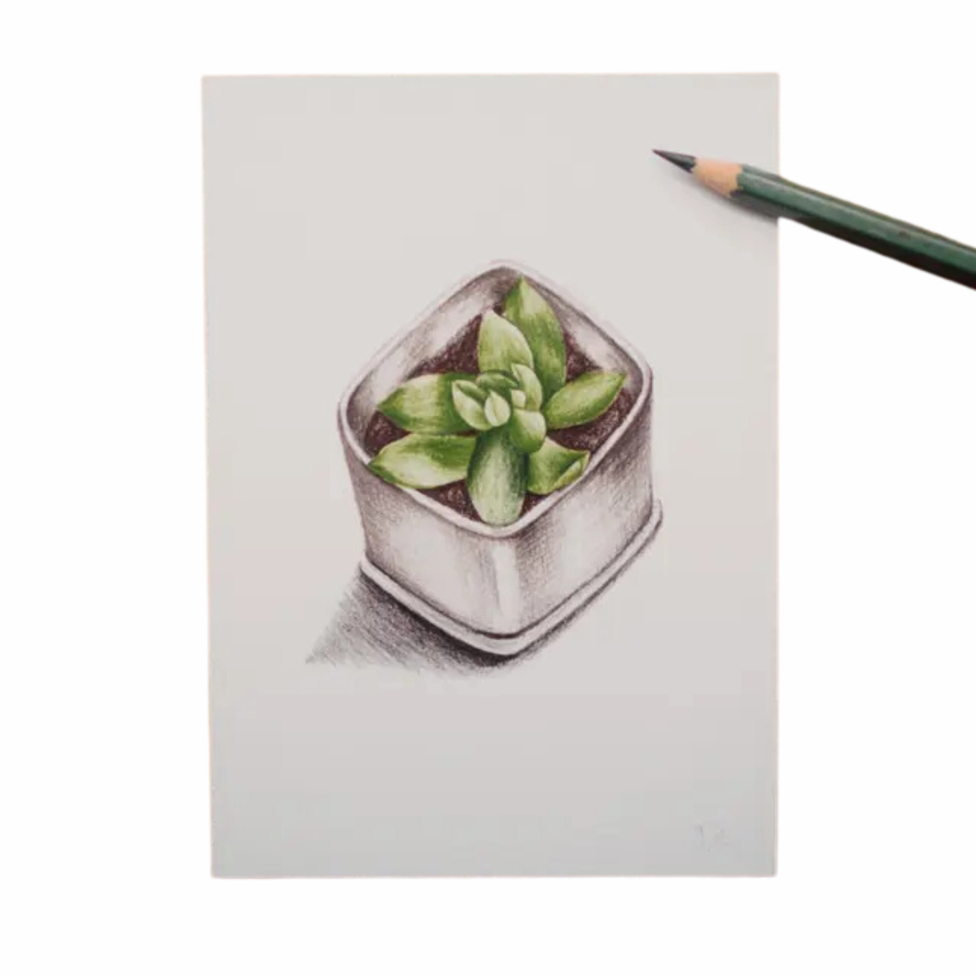 Graptoveria Succulent Art Print framed wall decor