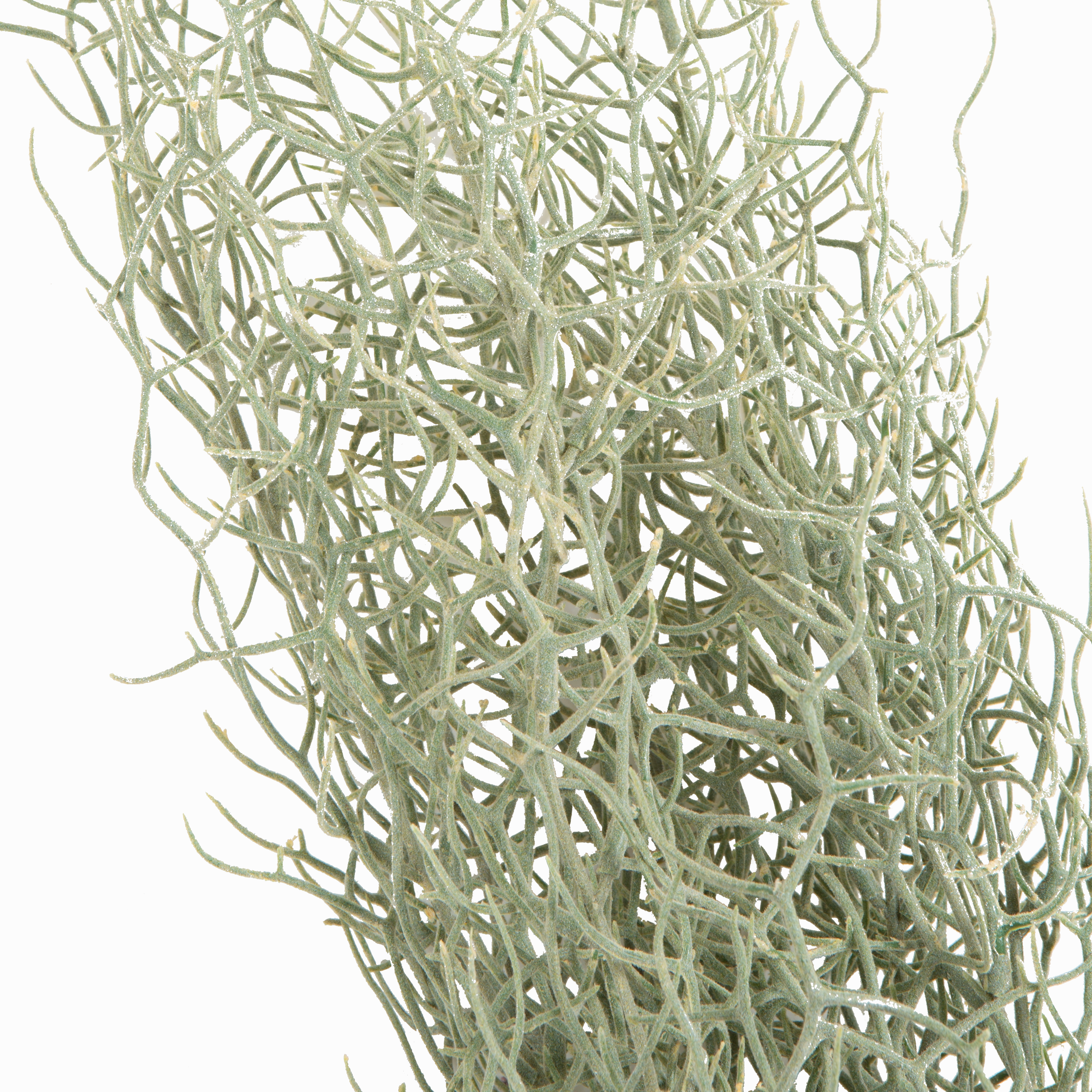 Grass Bush Stem