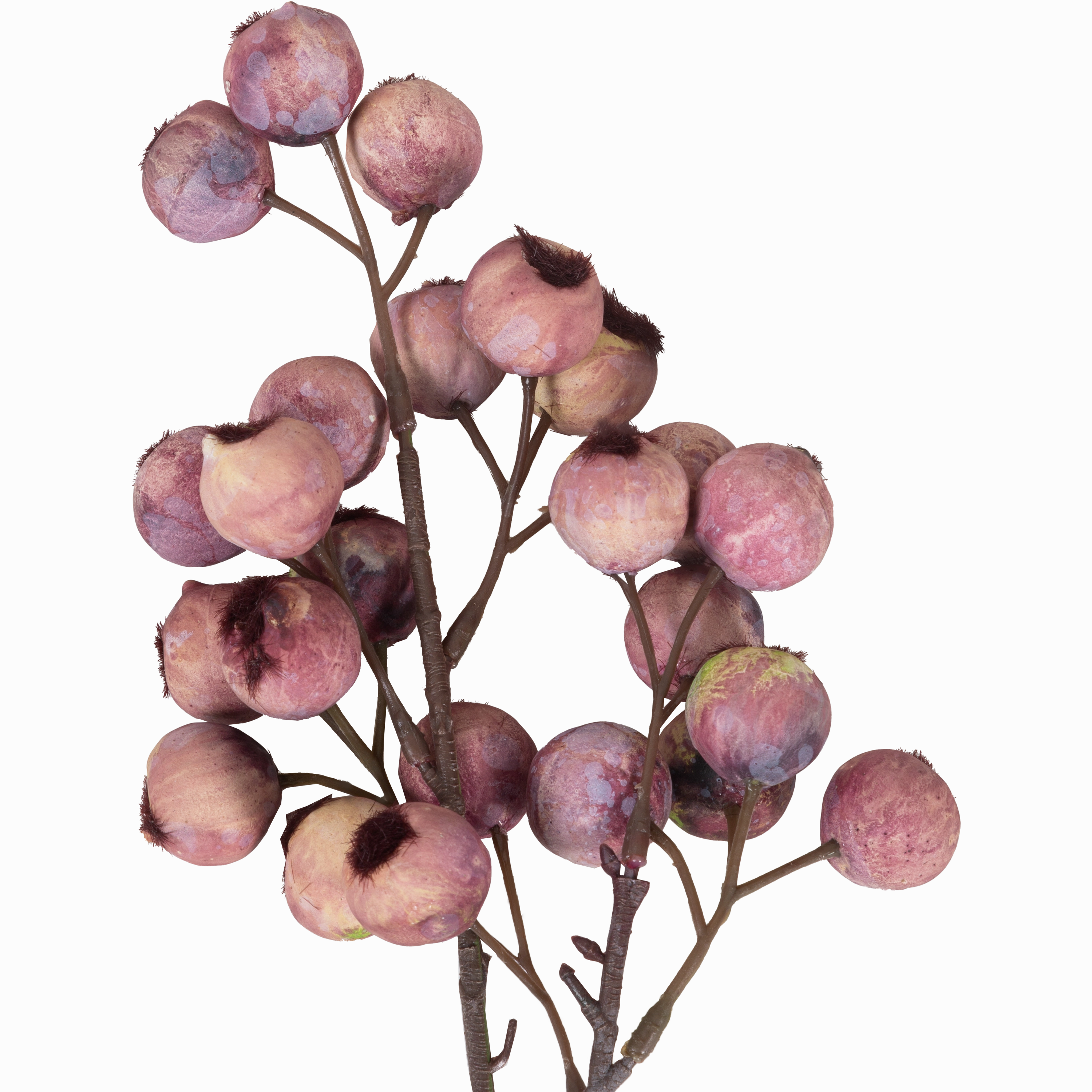 Hawthorn Berry Stem