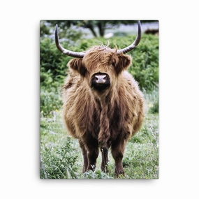 Highland cattle - Leinwand canvas mural art