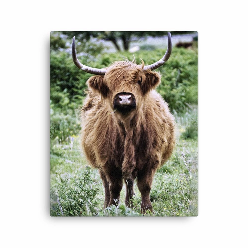 Highland cattle - Leinwand