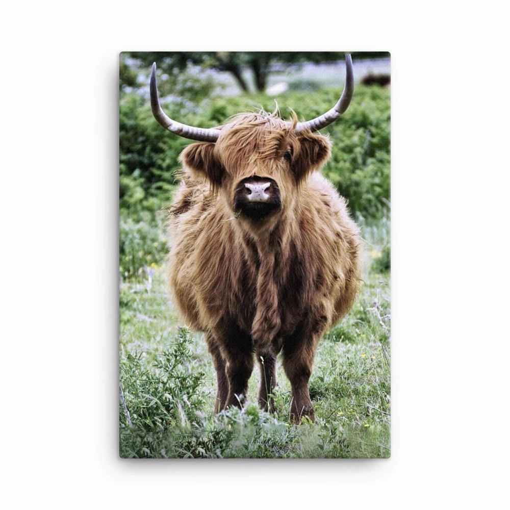 Highland cattle - Leinwand