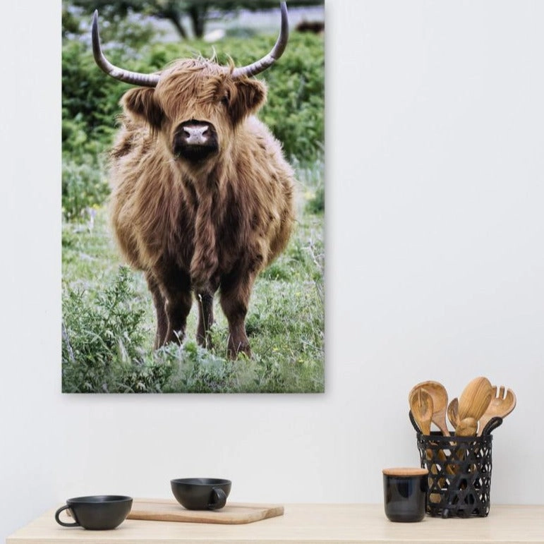 Highland cattle - Leinwand