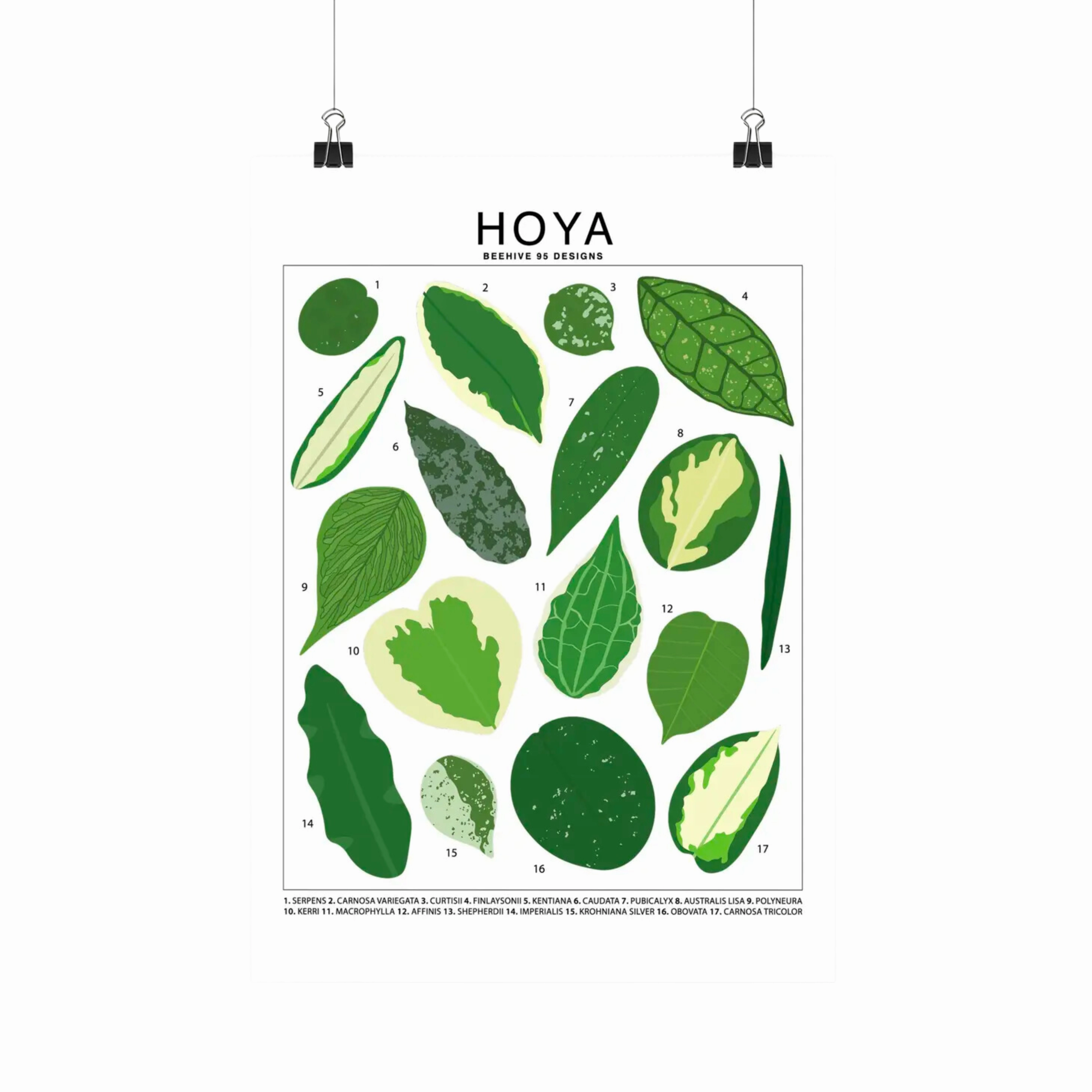 Hoya Species Id Chart - Botanical Houseplant Art Print framed wall decor