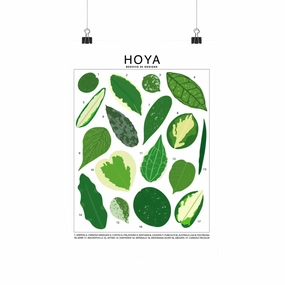 Hoya Species Id Chart - Botanical Houseplant Art Print framed wall decor