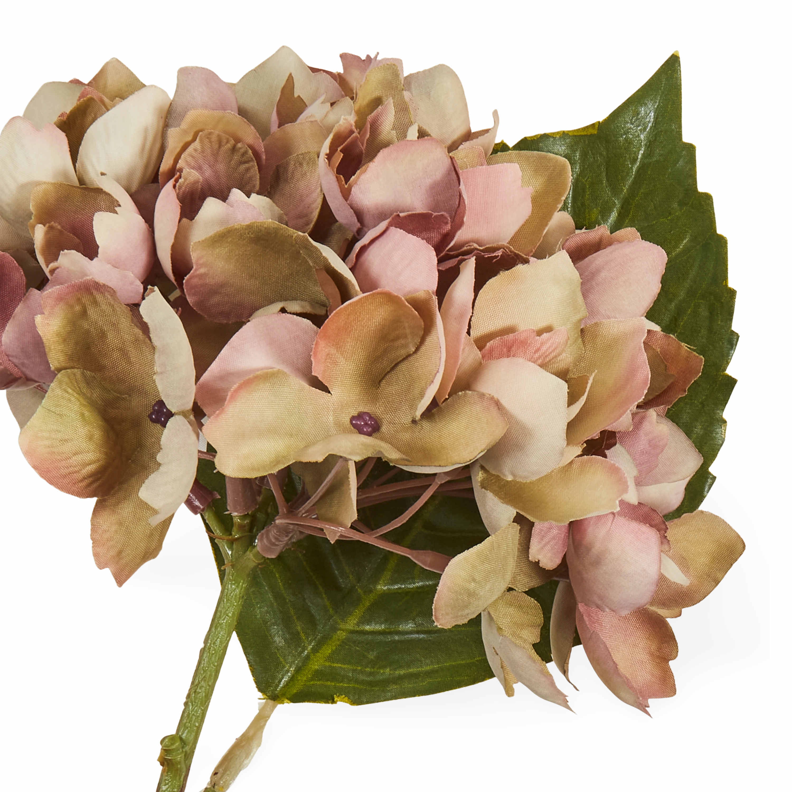 Hydrangea Stem