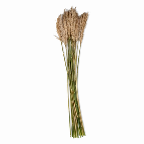 Ivory Plume Reed Bundle elegant wall decor