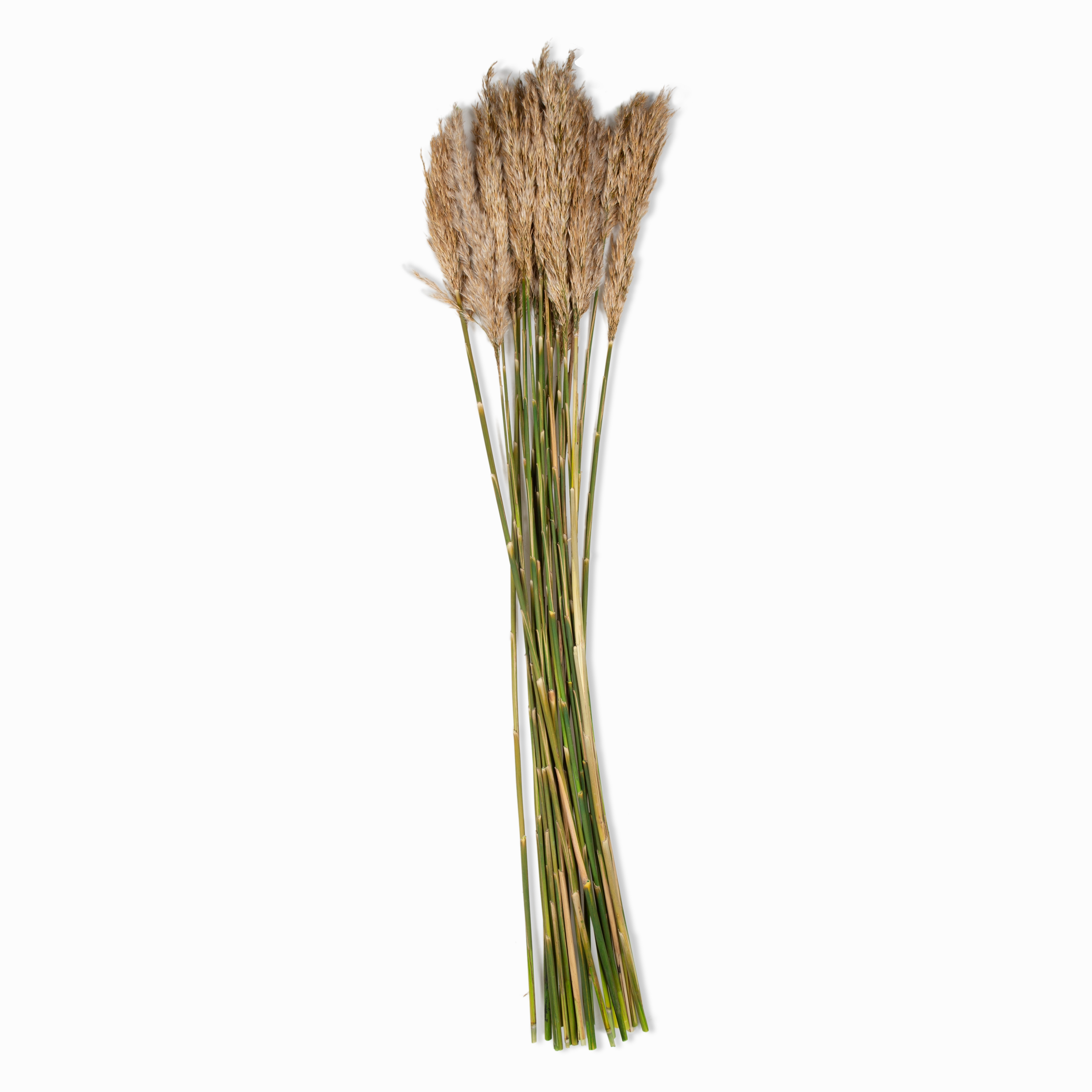 Ivory Plume Reed Bundle elegant wall decor
