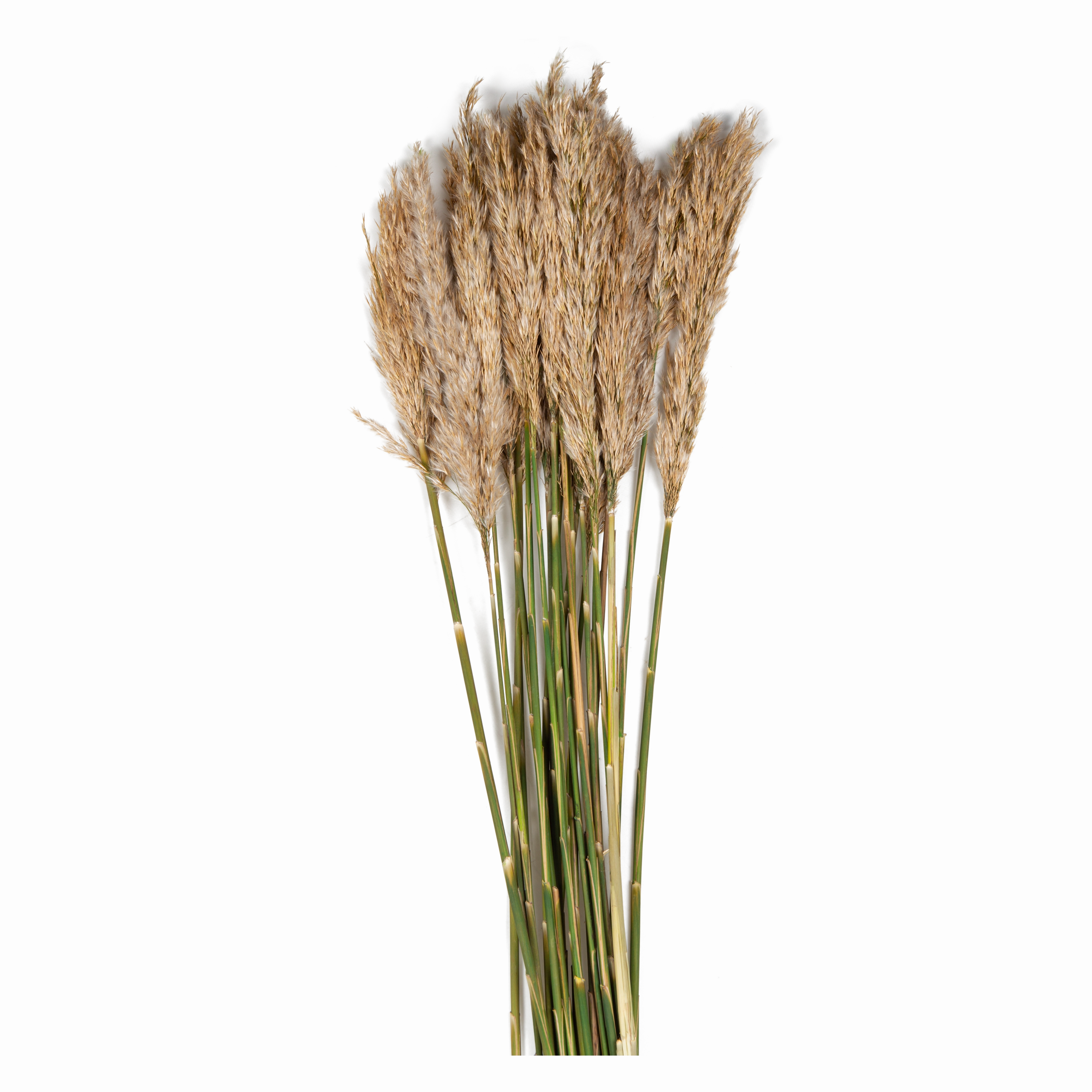 Ivory Plume Reed Bundle