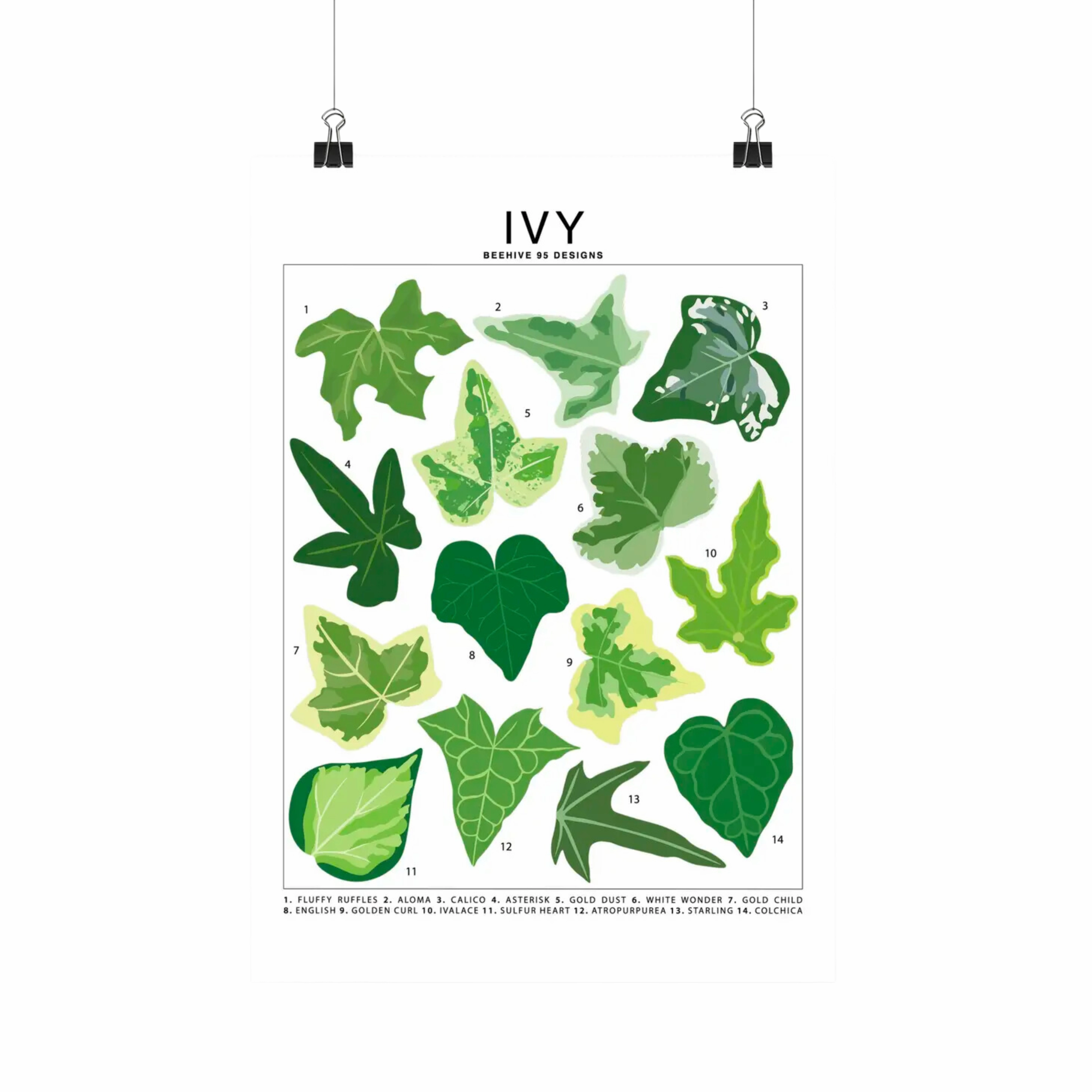 Ivy Species Id Chart - Botanical Houseplant Art Print framed wall decor