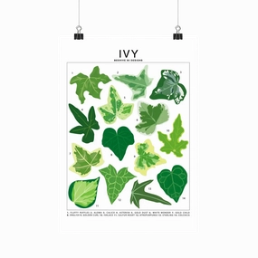 Ivy Species Id Chart - Botanical Houseplant Art Print framed wall decor