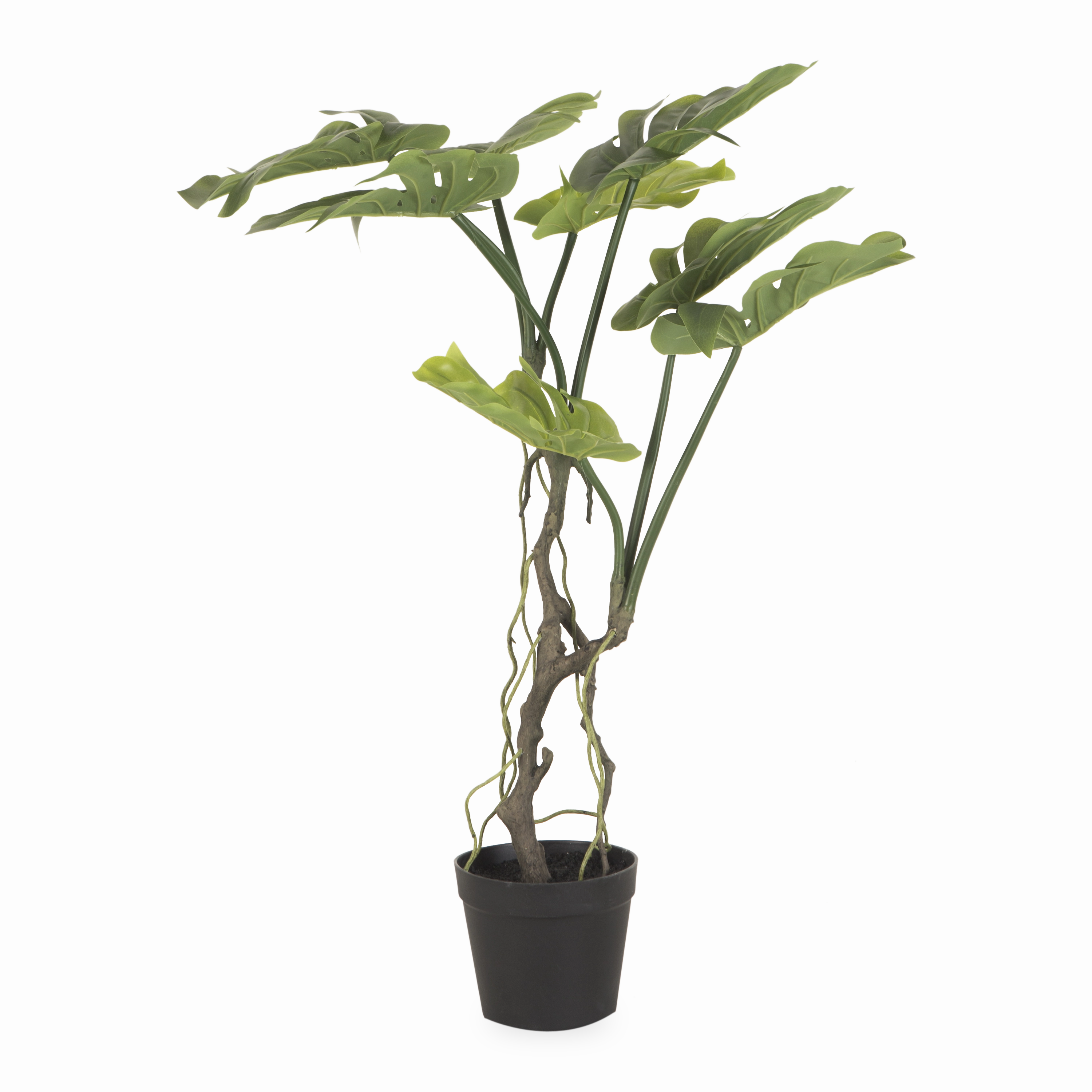 Japanese Aralia Tree