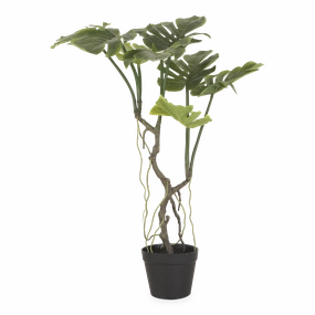 Japanese Aralia Tree elegant wall decor