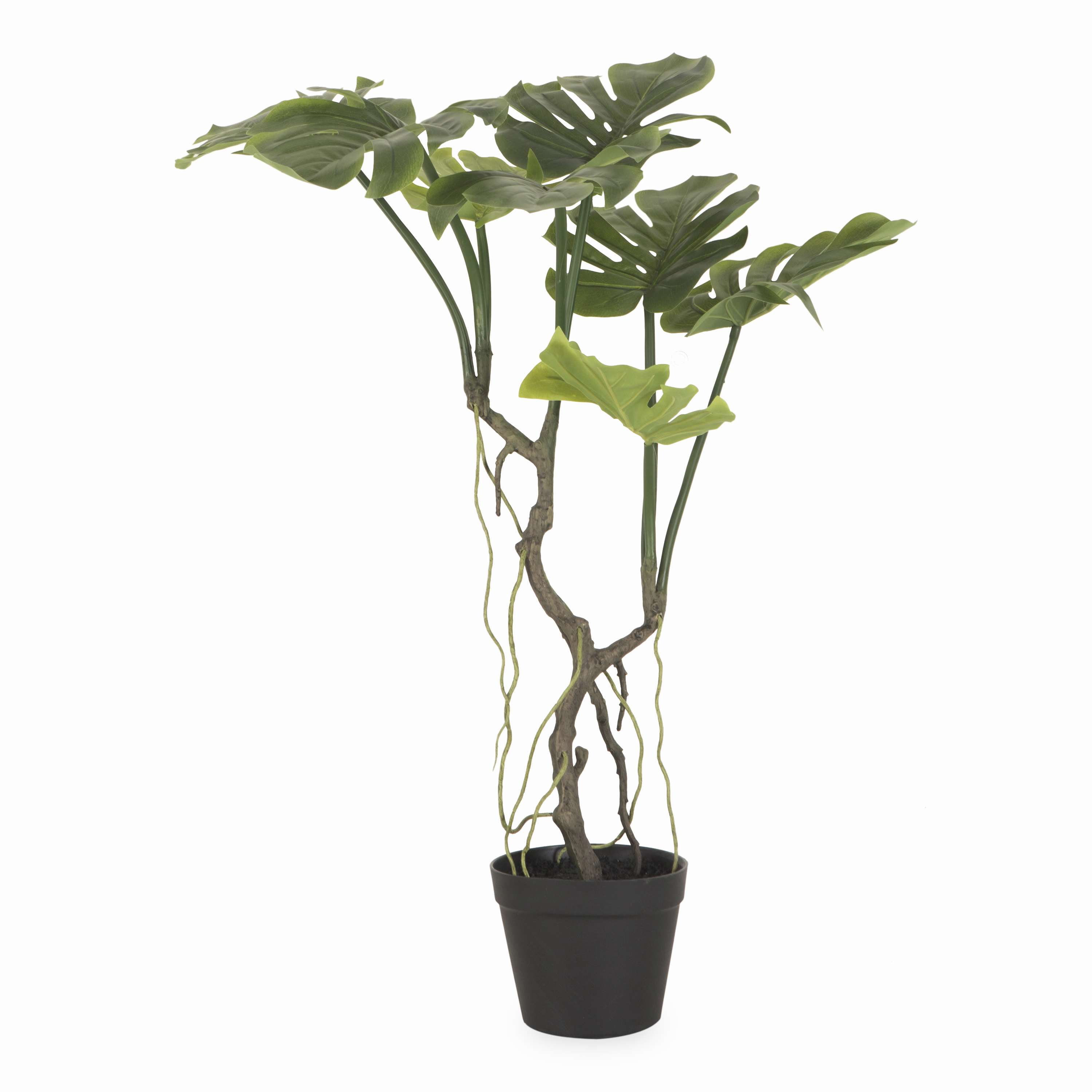 Japanese Aralia Tree elegant wall decor