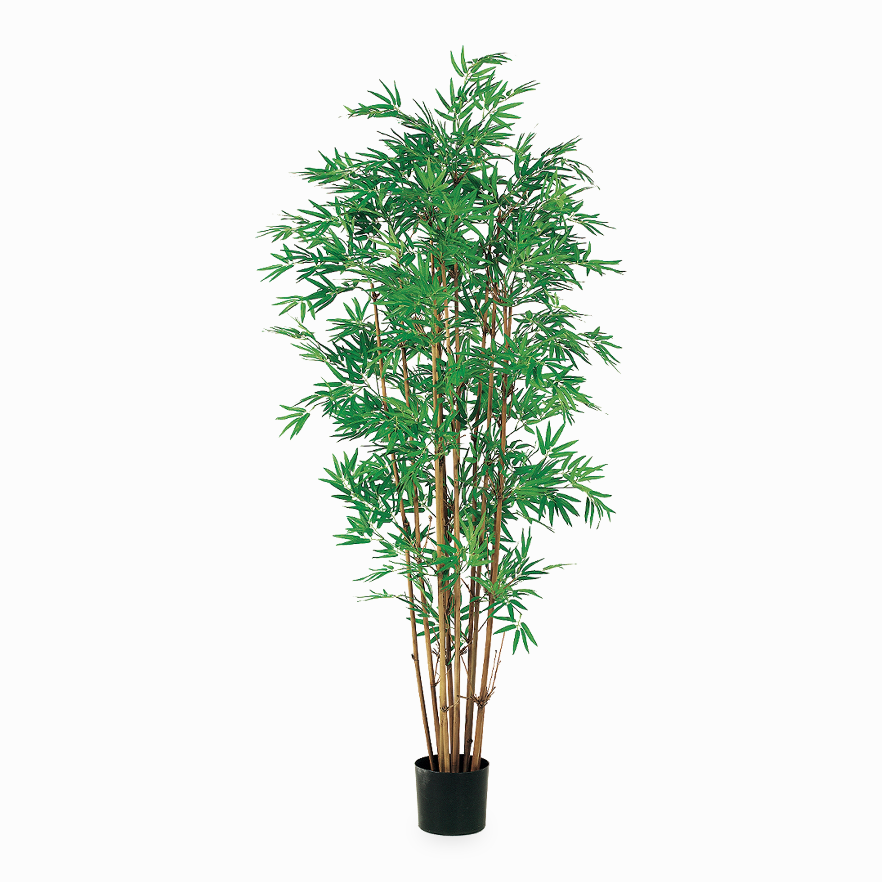 Japanese Bamboo Tree elegant wall decor