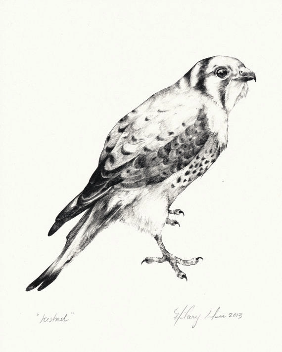 Kestrel Print framed wall decor