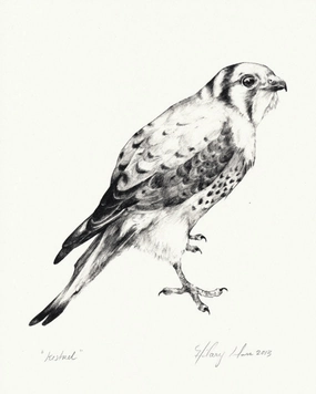 Kestrel Print framed wall decor
