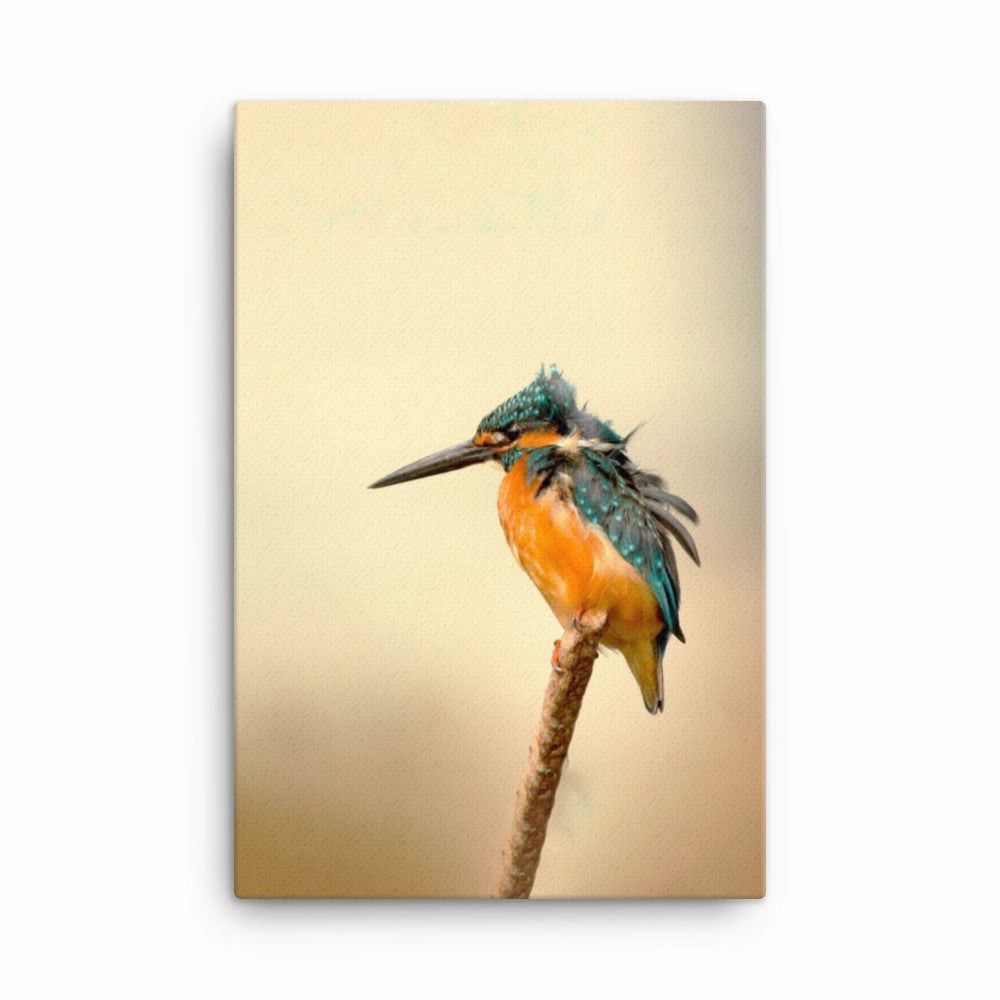 Kingfisher - canvas