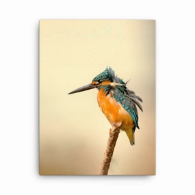 Kingfisher - canvas canvas mural art