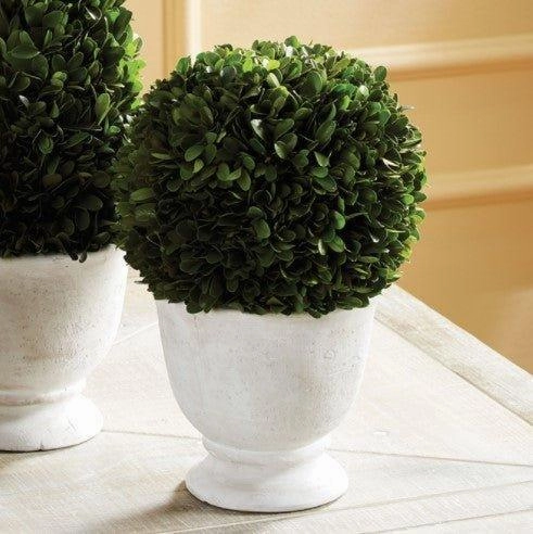 Large Boxwood Ball Topiary in Pot