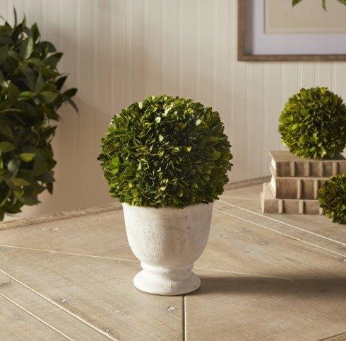 Large Boxwood Ball Topiary in Pot