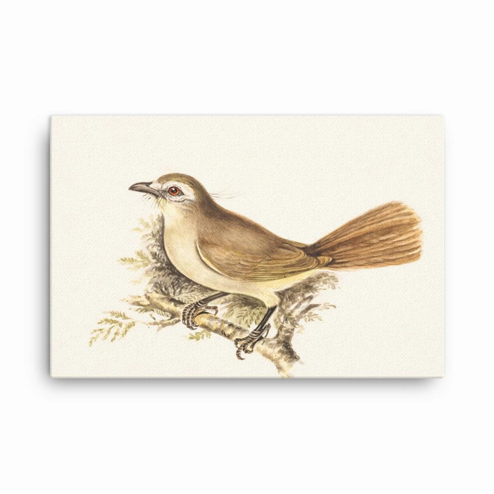 Lark - canvas