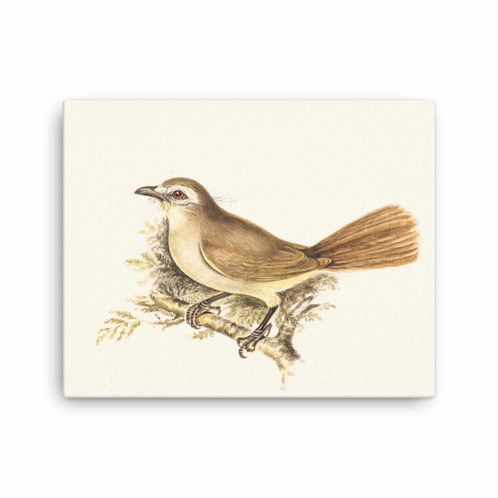 Lark - canvas