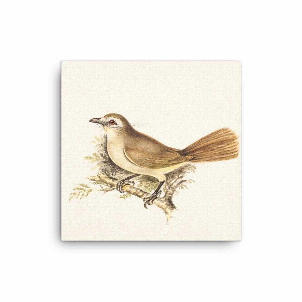 Lark - canvas