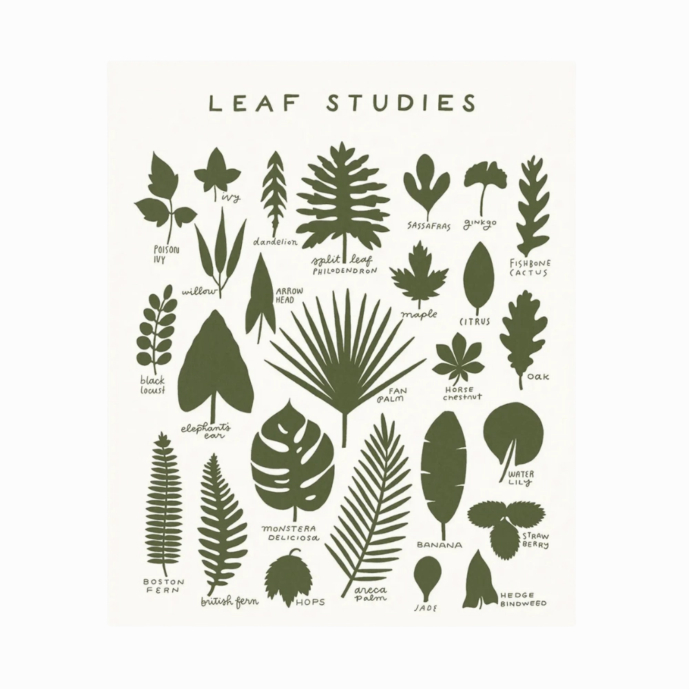 Leaf Studies 16 x 20 Print framed wall decor