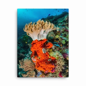 Ledercoralle - Leinwand canvas mural art