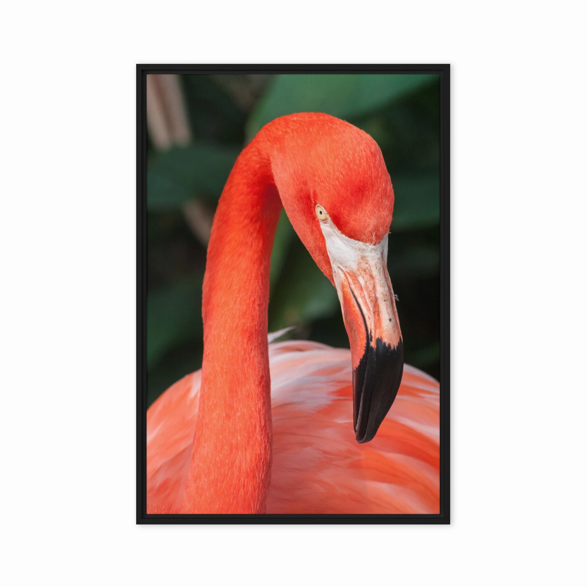Leinwand - Flamingo, Phoenicopterus Ruber
