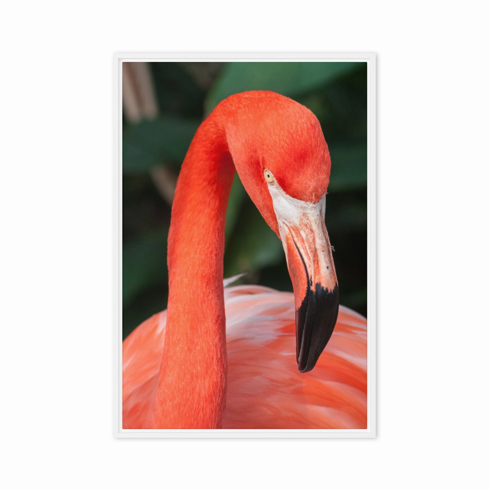 Leinwand - Flamingo, Phoenicopterus Ruber