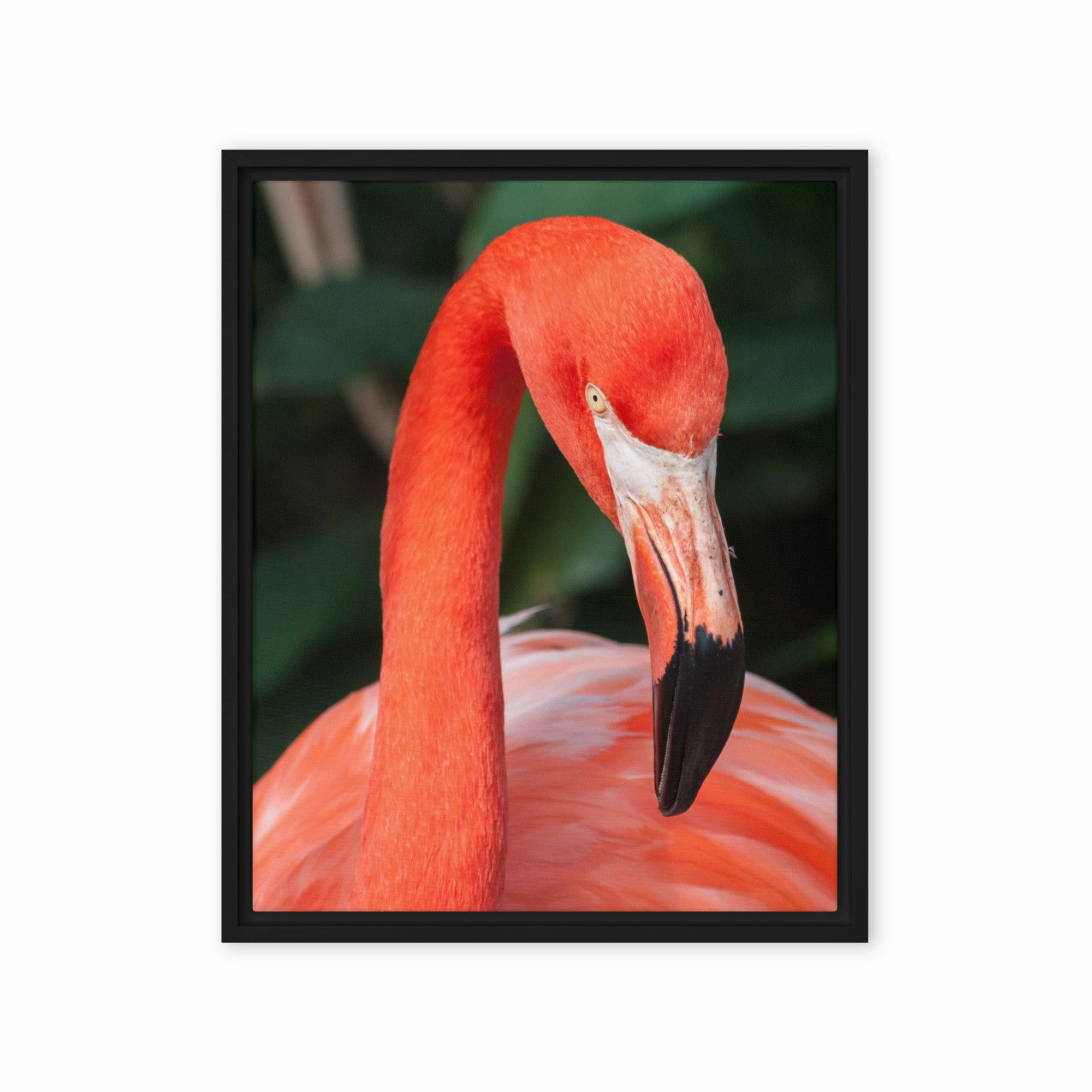Leinwand - Flamingo, Phoenicopterus Ruber