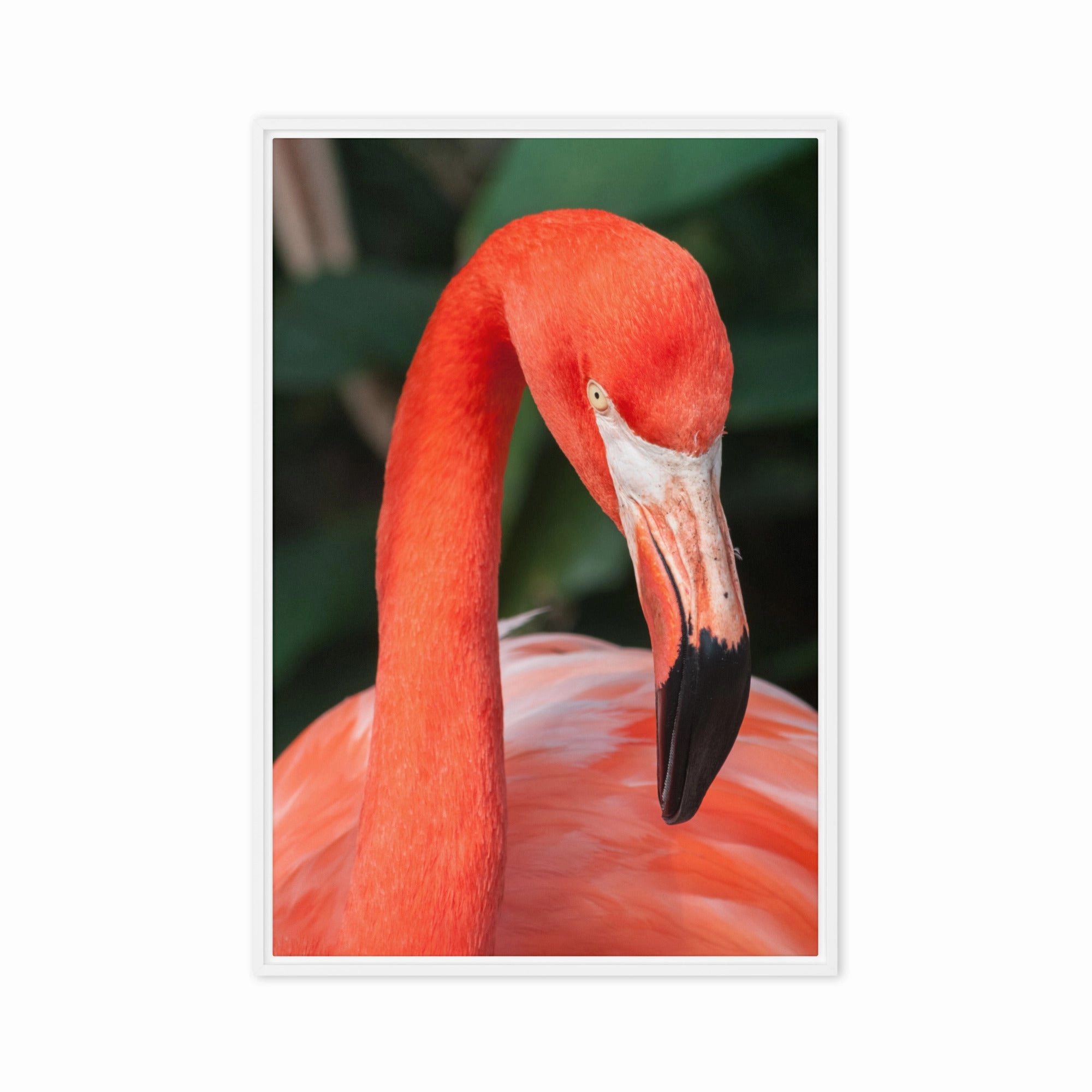 Leinwand - Flamingo, Phoenicopterus Ruber