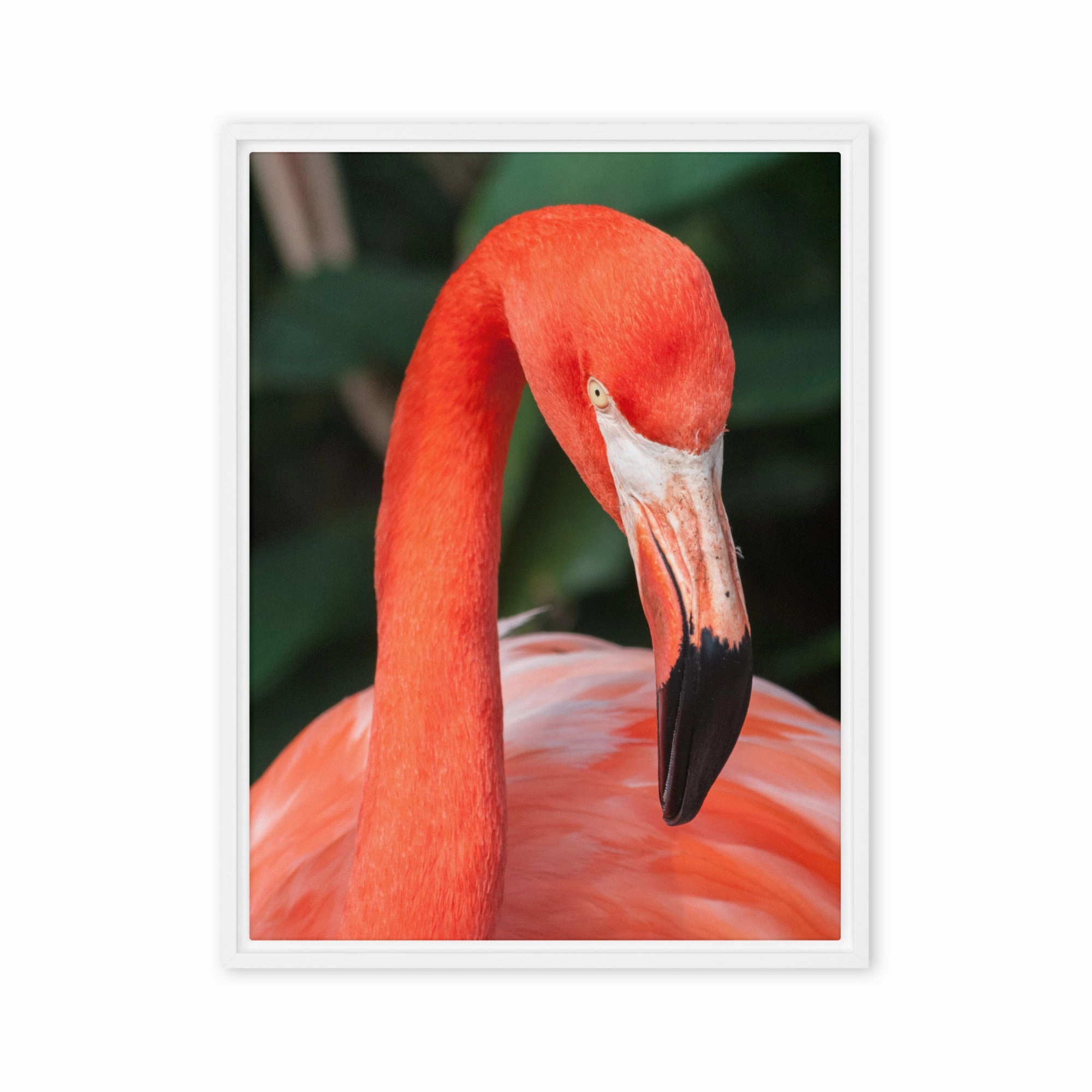 Leinwand - Flamingo, Phoenicopterus Ruber