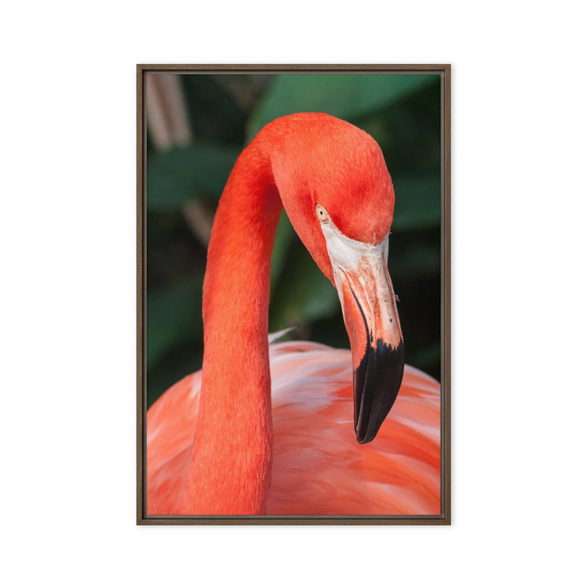 Leinwand - Flamingo, Phoenicopterus Ruber
