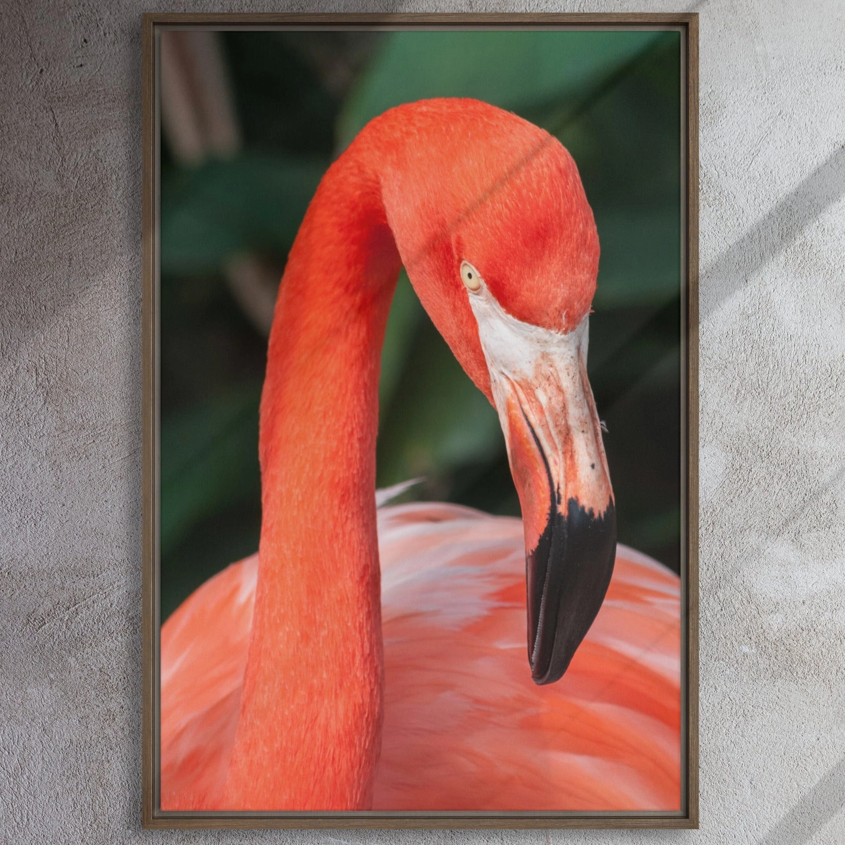 Leinwand - Flamingo, Phoenicopterus Ruber