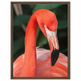 Leinwand - Flamingo, Phoenicopterus Ruber canvas mural art
