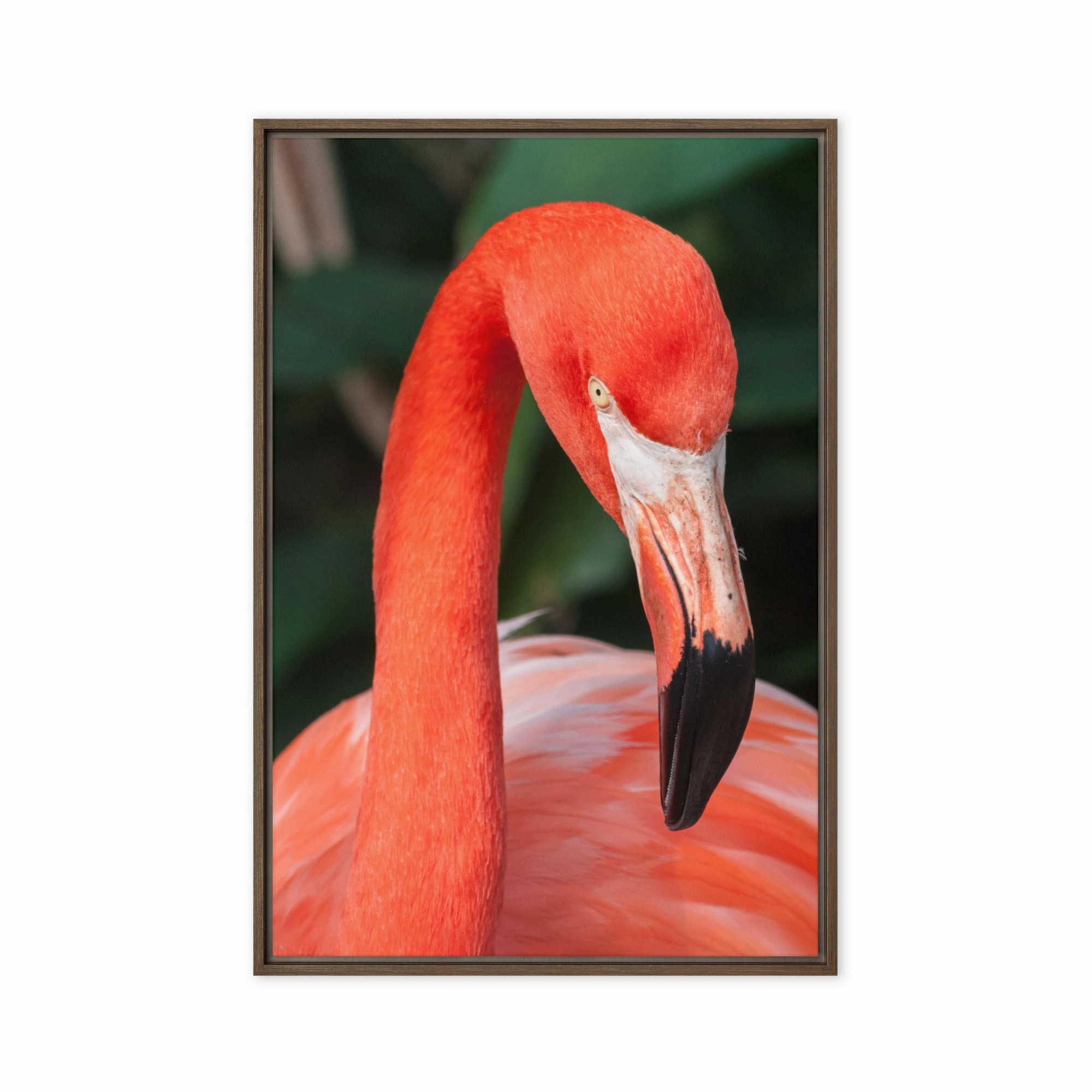 Leinwand - Flamingo, Phoenicopterus Ruber